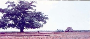 banyan tree site